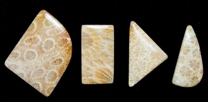Four Assorted Fossil Coral Cabs #8625